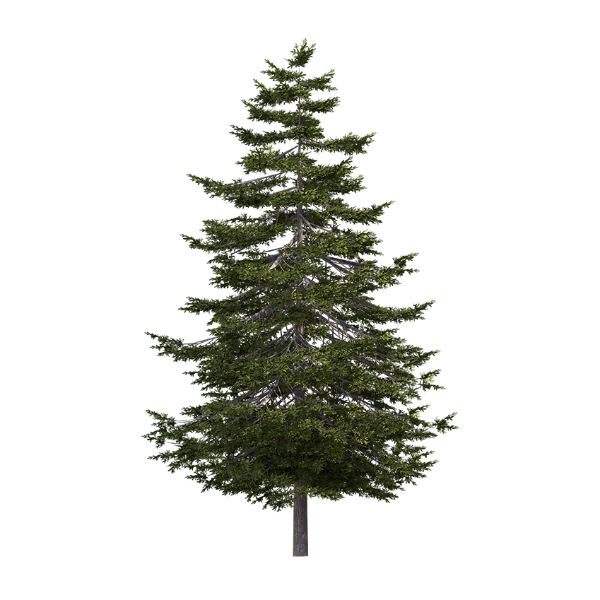 Pseudotsuga menziesii - Douglas fir